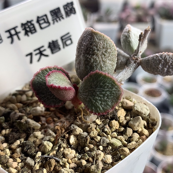 妖姬–专拍专拍专拍