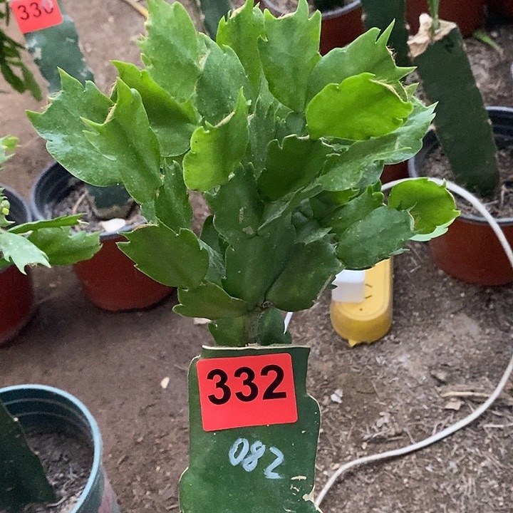 无花朵用****0082，加两个028叶片332号新疆不包邮