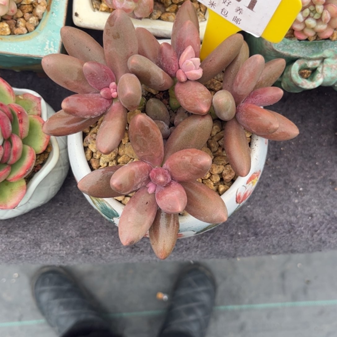 吐****了多肉植物糖果美人1111111