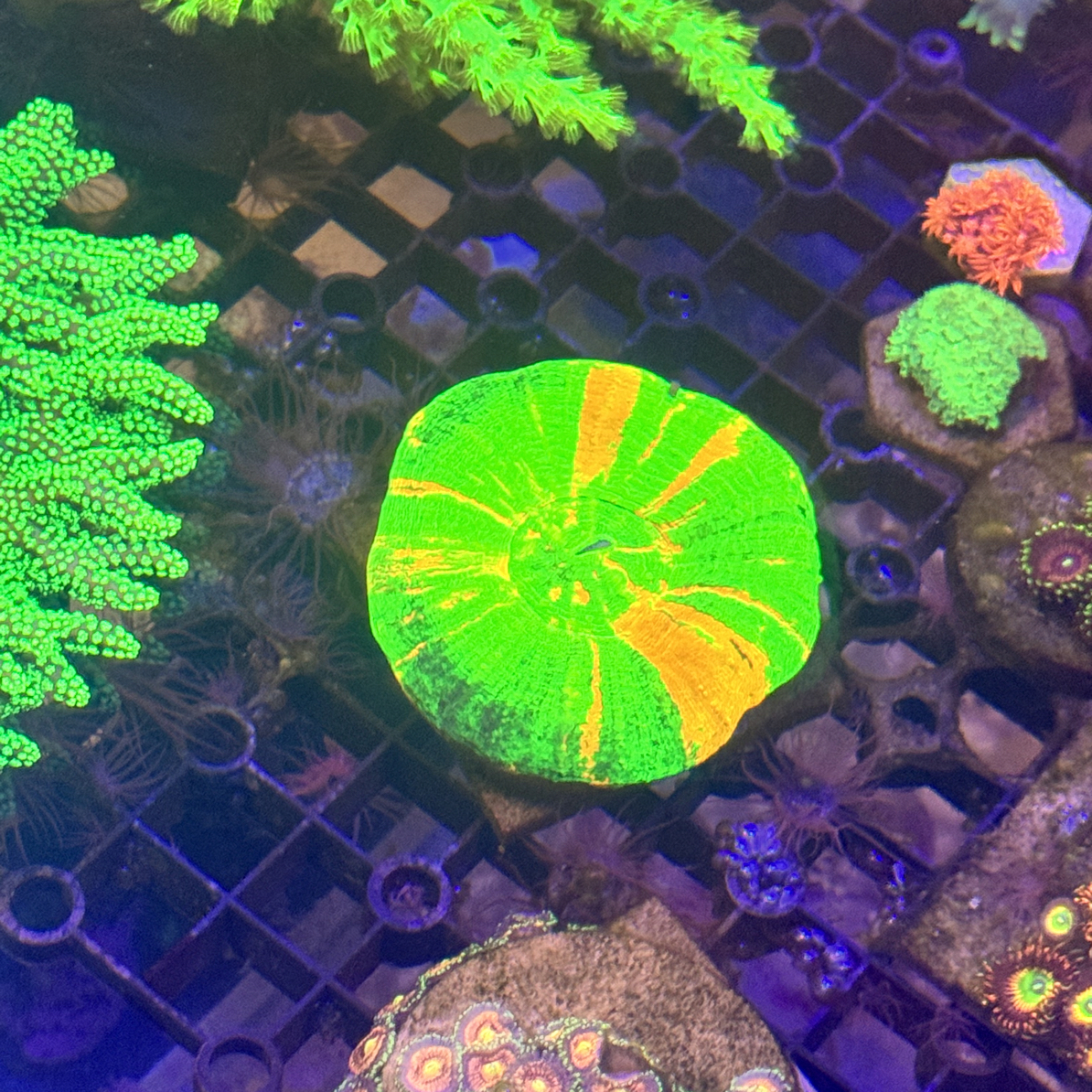 海葵适合海缸造景人工繁育分裂快的软体生物