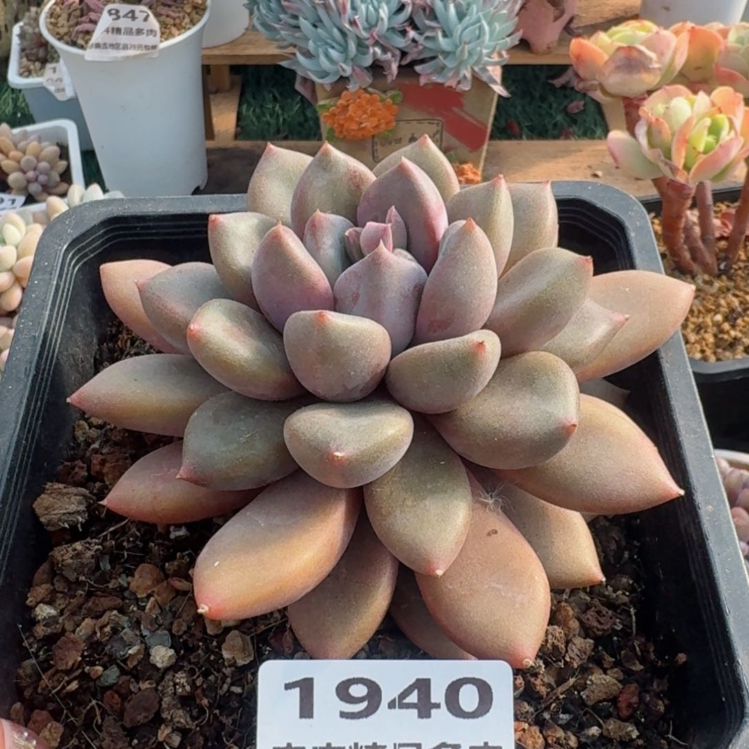 1940一物一拍（满28包邮/l
