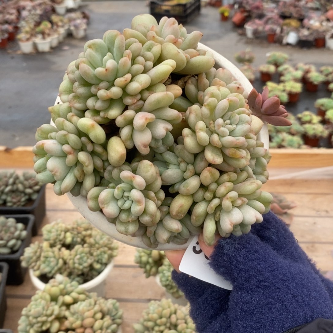 5025比尔盖茨一物一拍