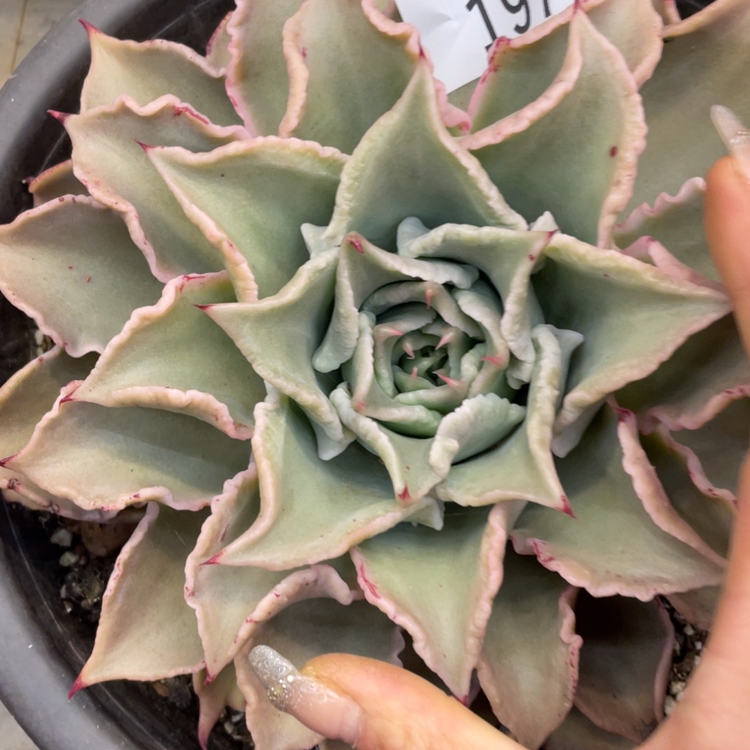 黑大帅多肉197饺子皮