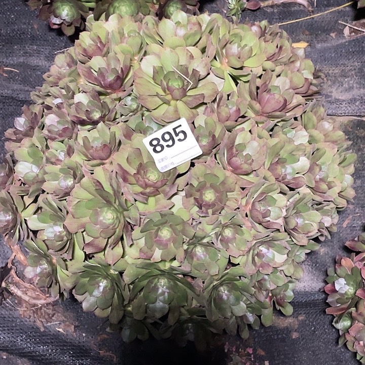 895万圣节法师3-7