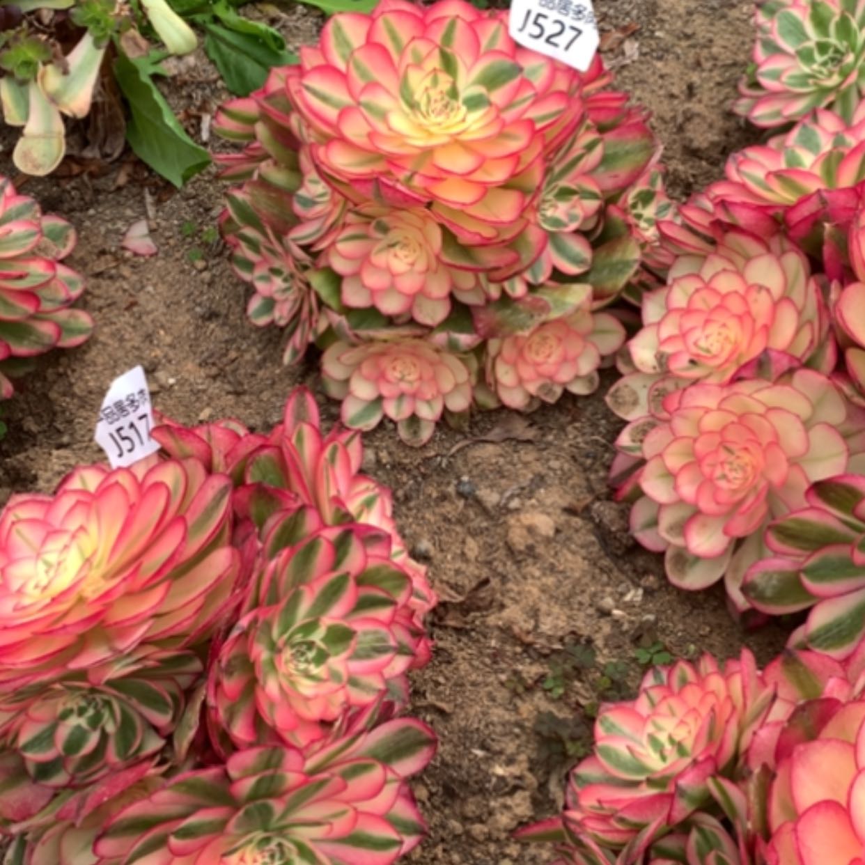 【闪购商品】大棚东边荔枝527