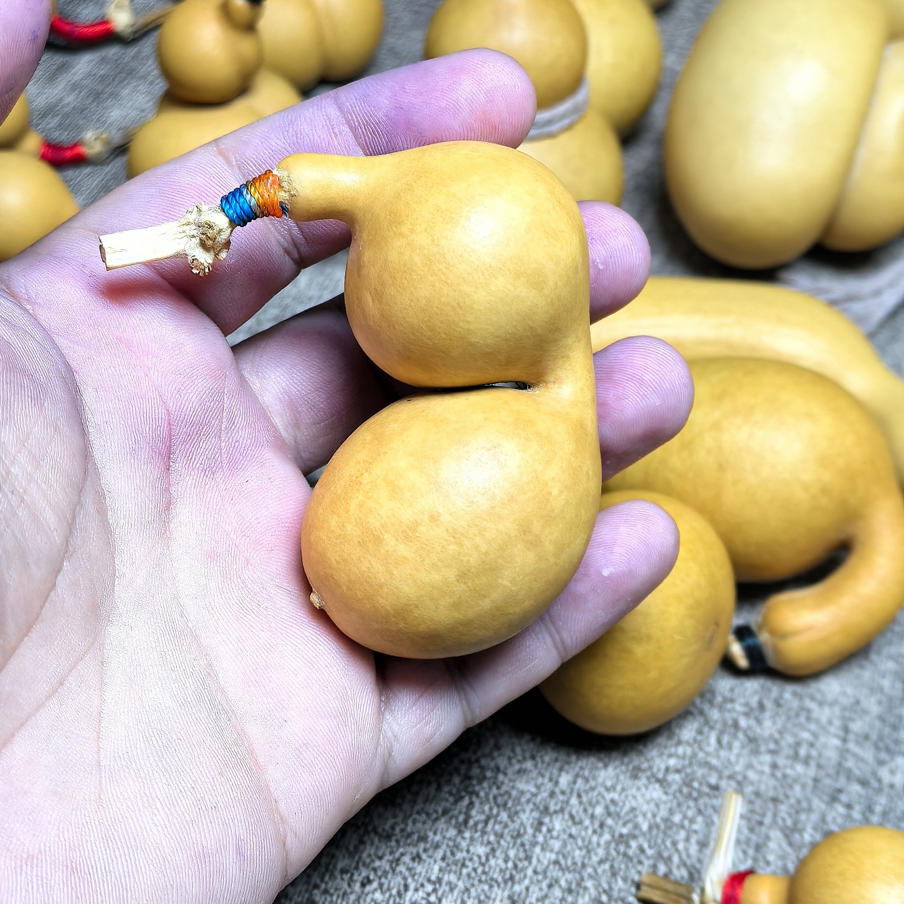 花叶蚂蚁，奶牛花斑，三点一线