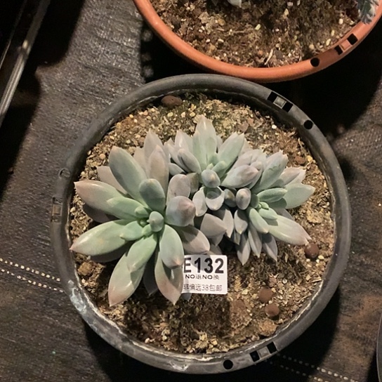 黄胖体哥特132 亏本处理退款拉黑徐延迟发货