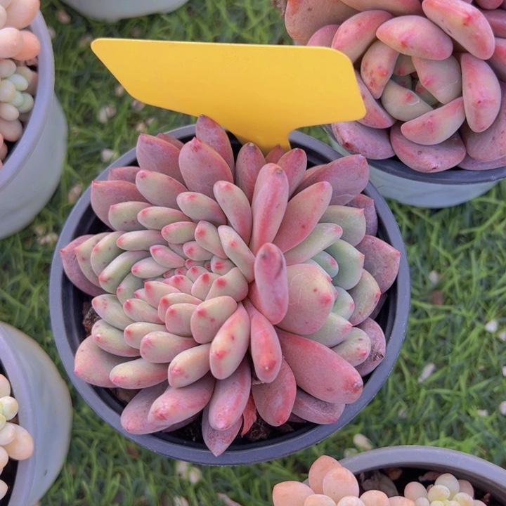 健健康康平平安安