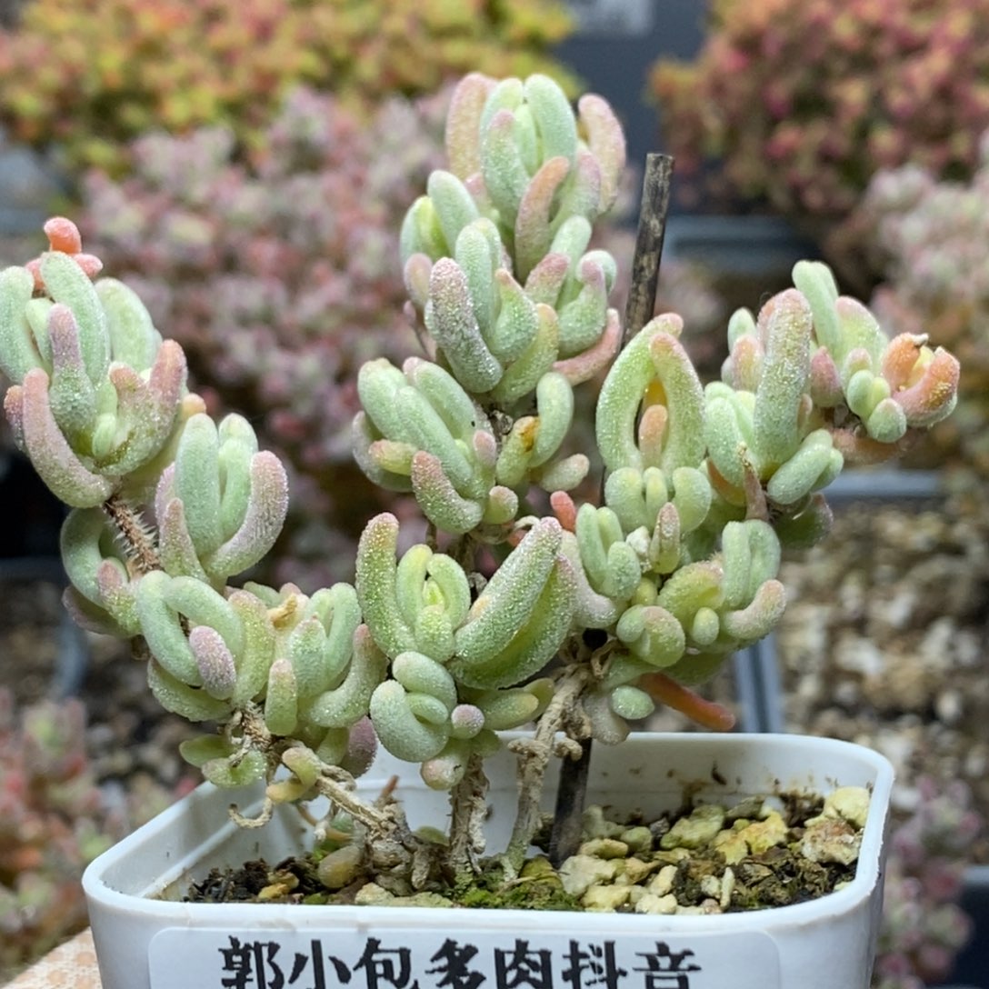 橙叶锦4991枝干番杏