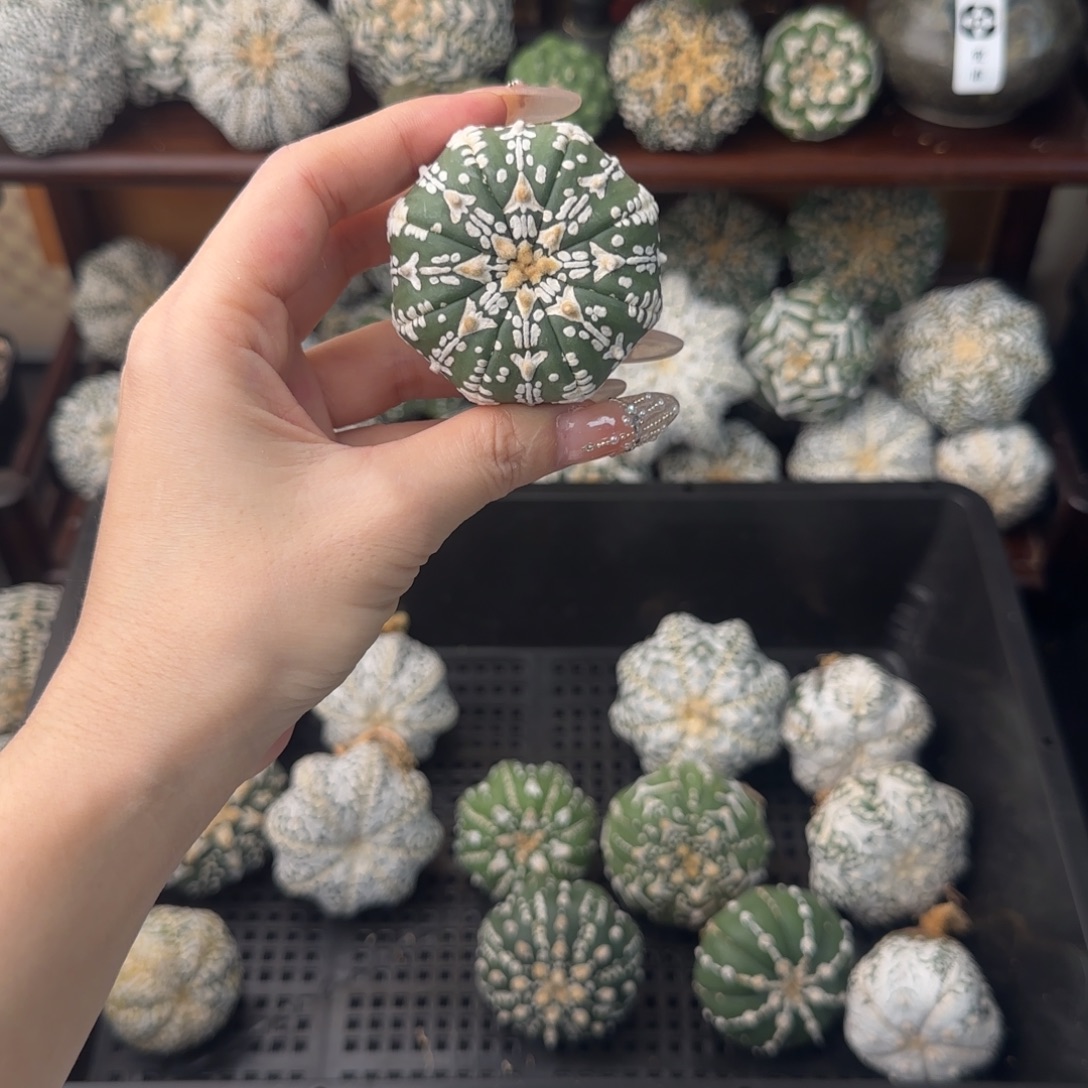 ****泰兜仙人球不退换