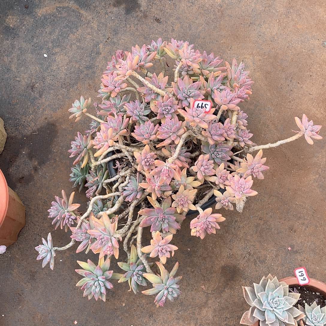 665秋力 一物一拍多肉