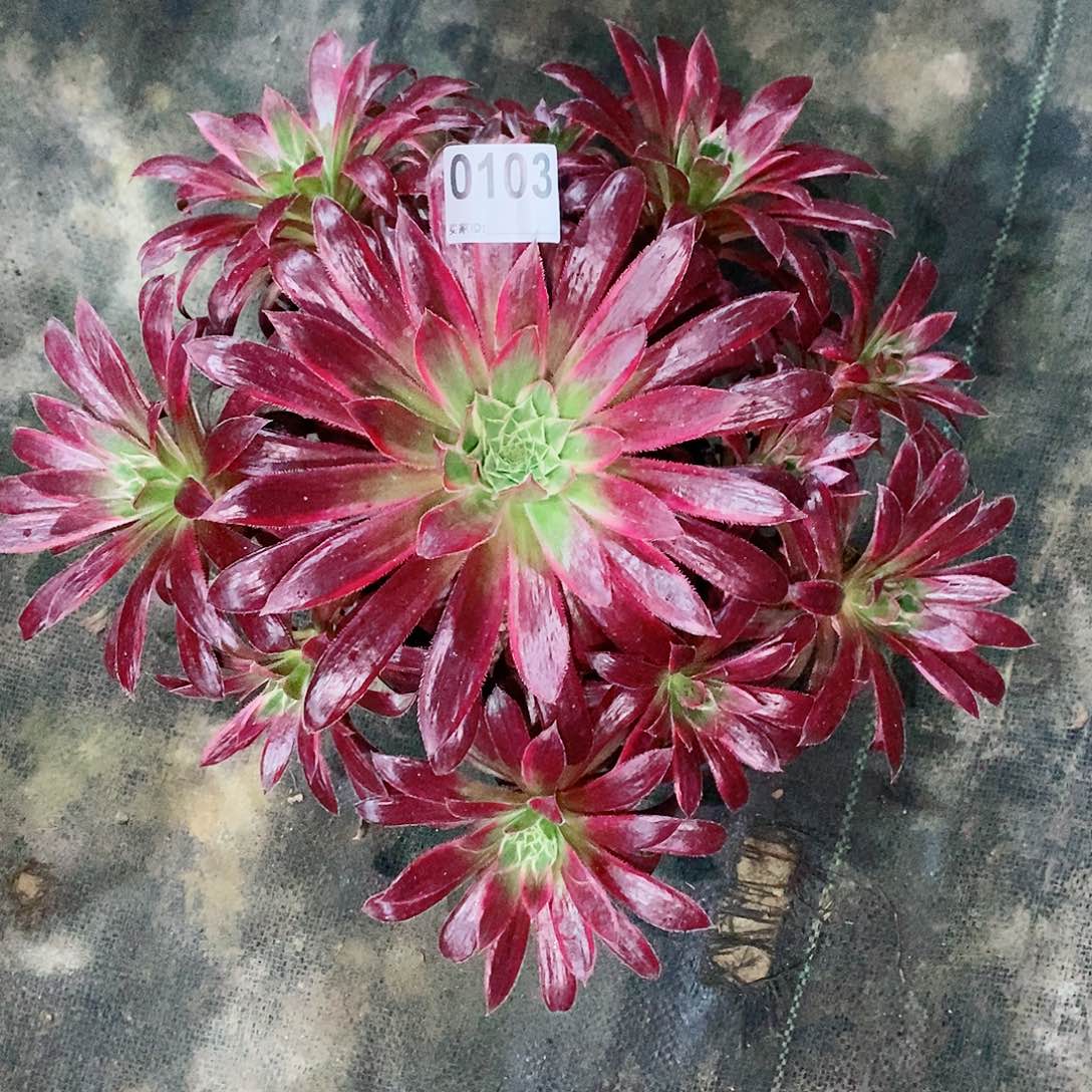 孔雀锦103多肉1111