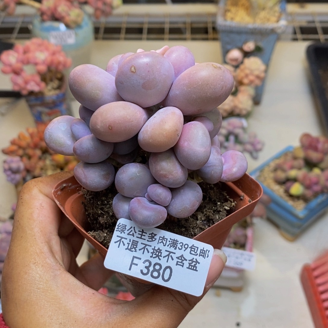 380橙奶多肉肉6cm