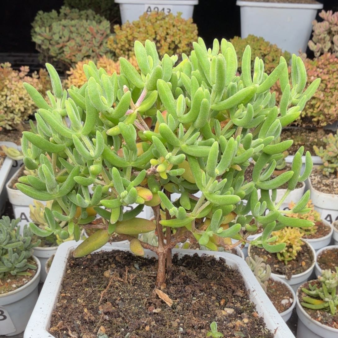 A091香蕉枝干老桩