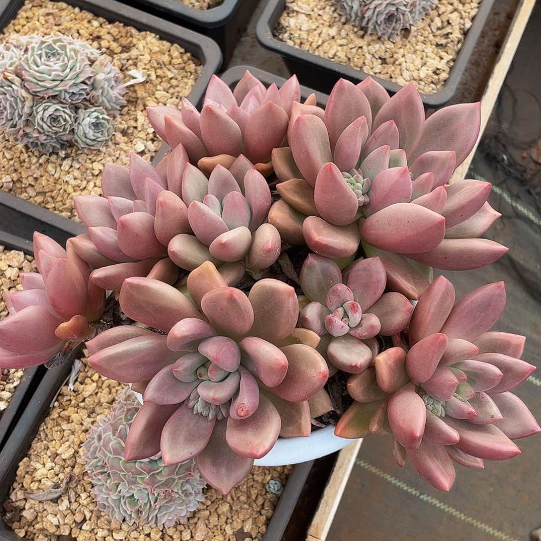 090 多肉多肉多肉