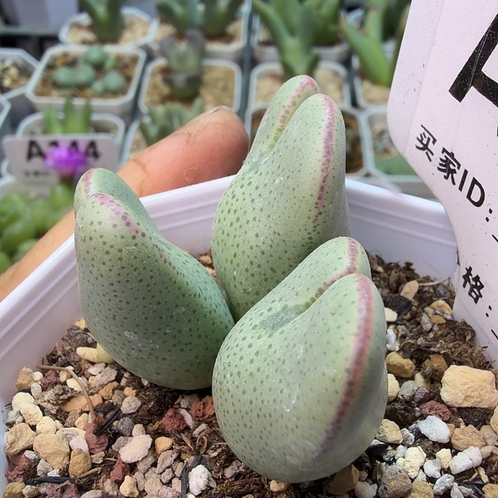 023。满38包邮肉锥