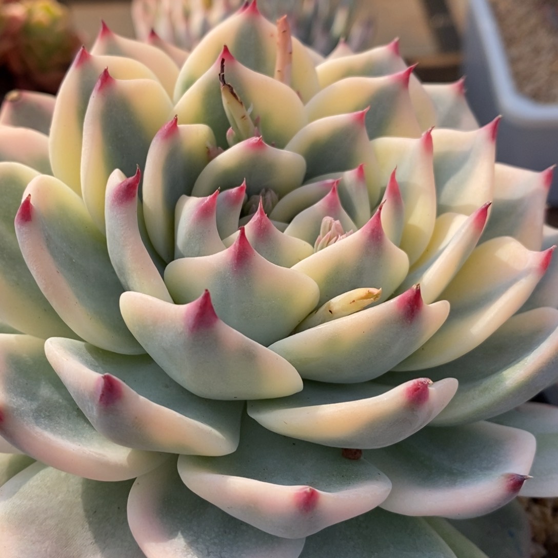 吉娃娃锦多肉植物3号