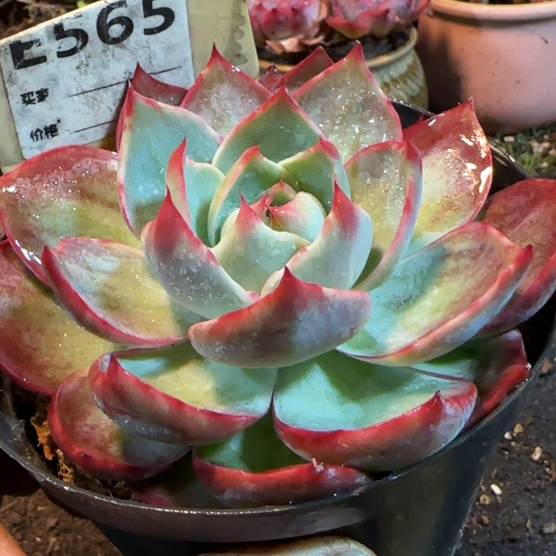 惊鸿一物一拍包装收缩花旱565