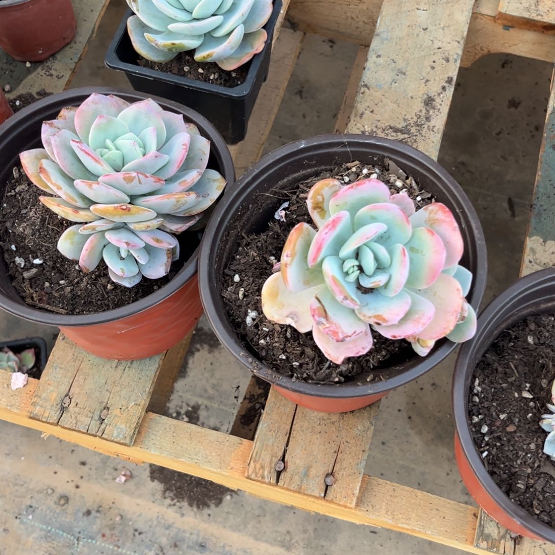 福***?多肉植物的生长发育规律