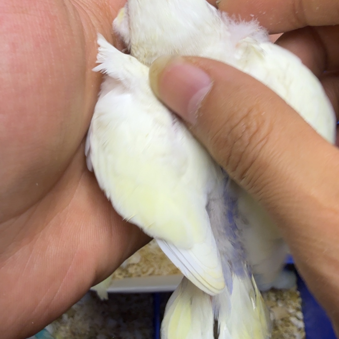 景***行虎皮鹦鹉金彩奶黄紫腰