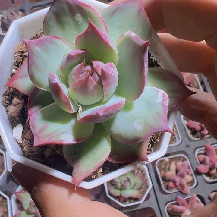 惊鸿仙子精品多肉植物