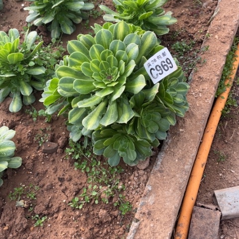 969琉璃翡翠不包断枝