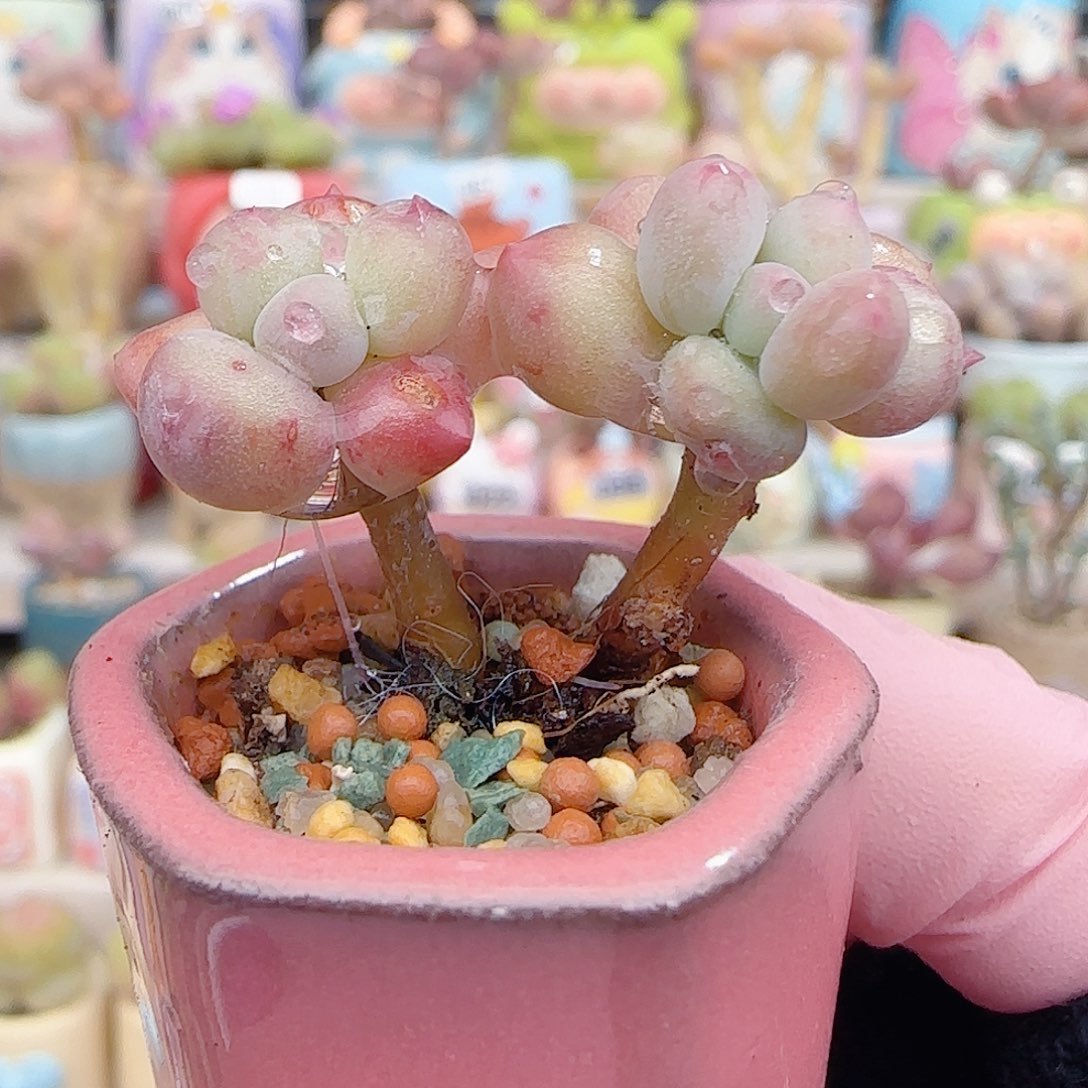 彩虹奶  盆口2.5cm