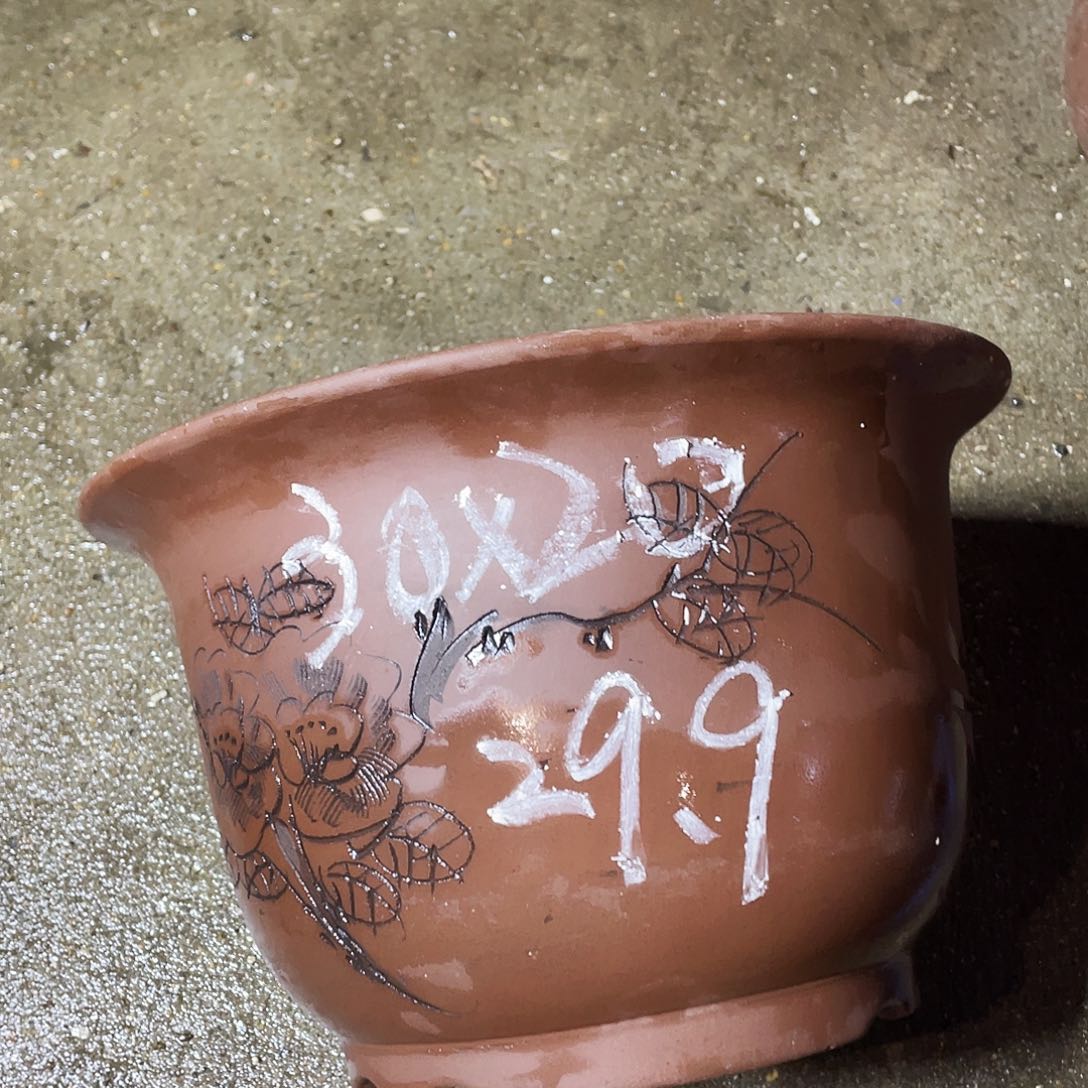 30平角金钟花盆花盆×5