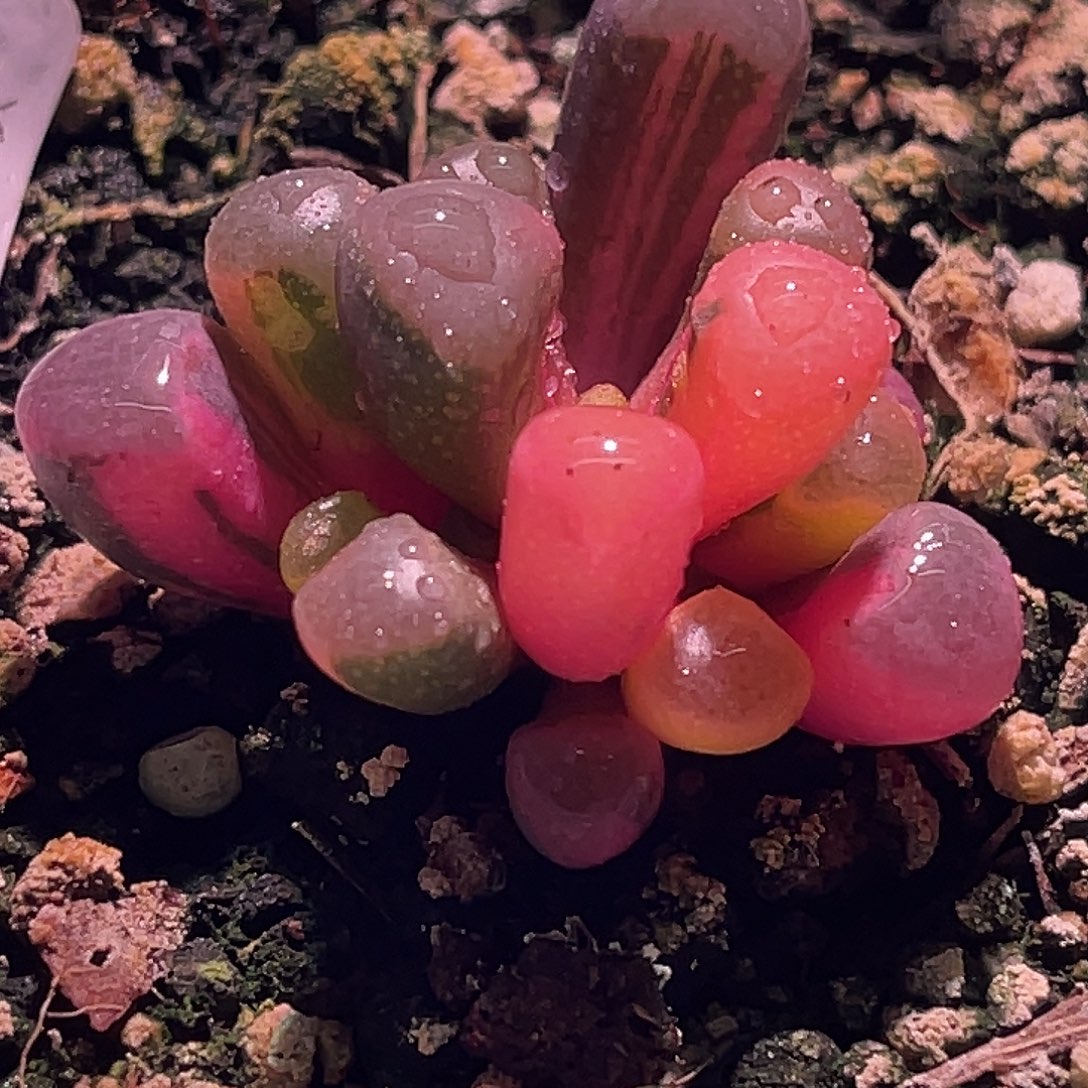 尚品园艺福利锦8085