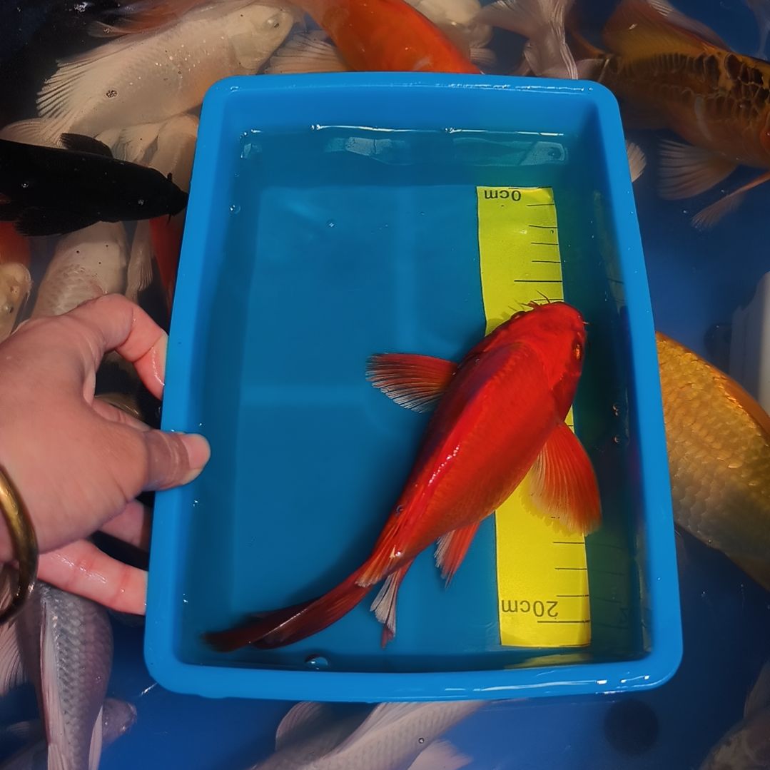 蝴蝶鲤鱼蝴蝶鲤红色1条