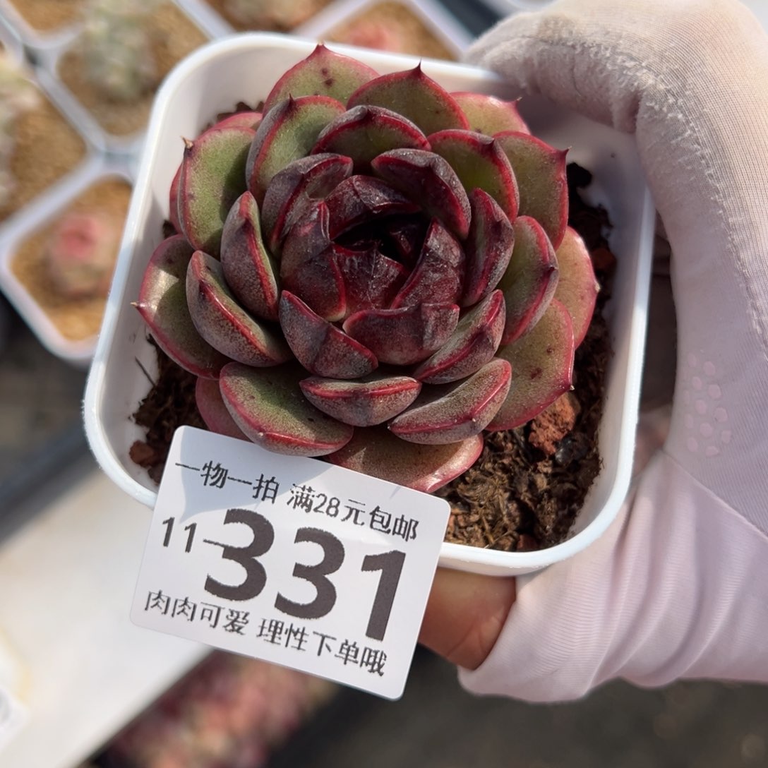 黑果珍妮多肉多肉多肉