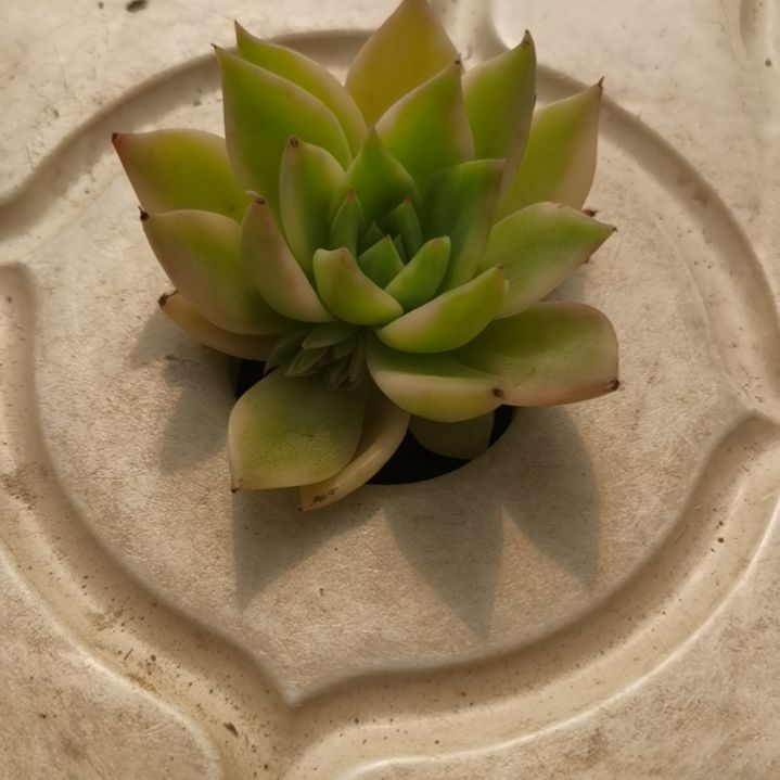 弗兰克白覆轮锦多肉植物