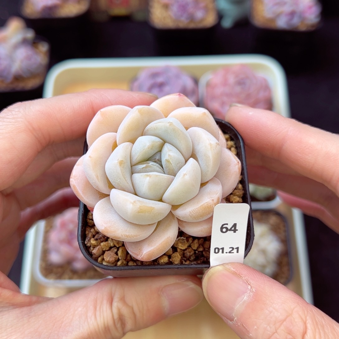 冰梦64、哈哈哈哈