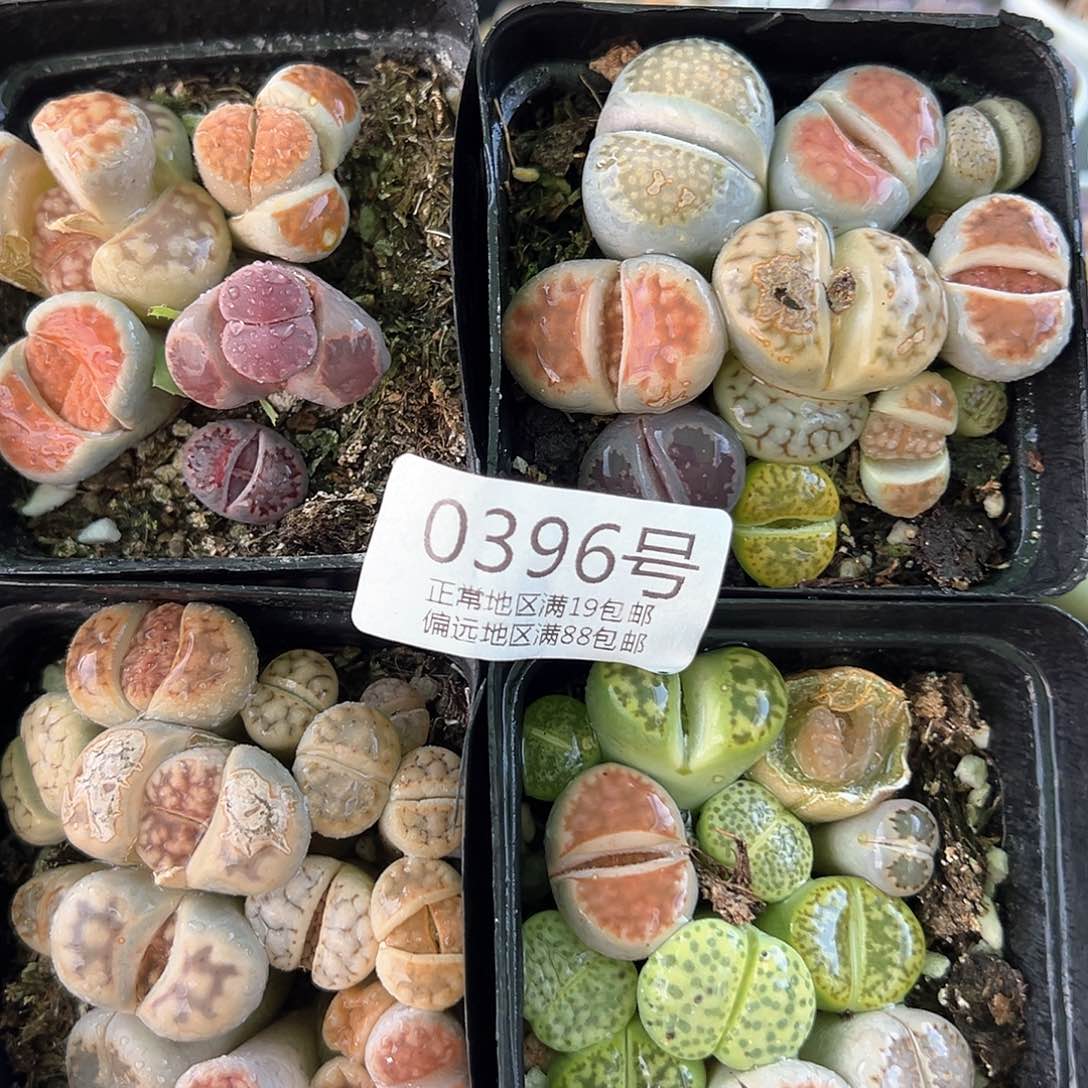 好养易活生石花大母本0396共4盆