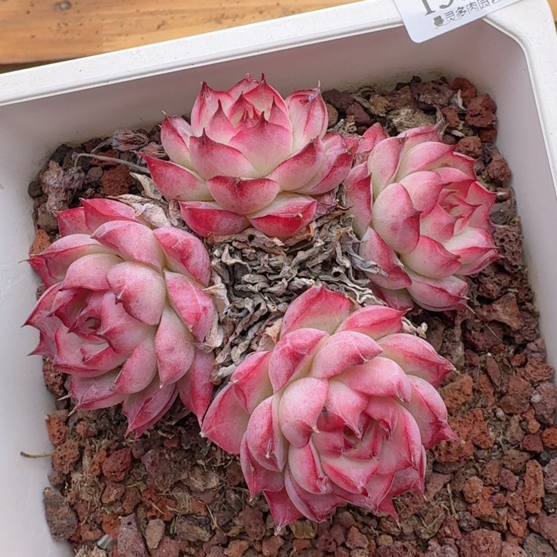 一物一拍的15057