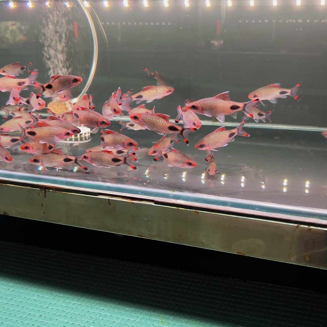 工具鱼道金鱼鱼鱼鱼具体看备注