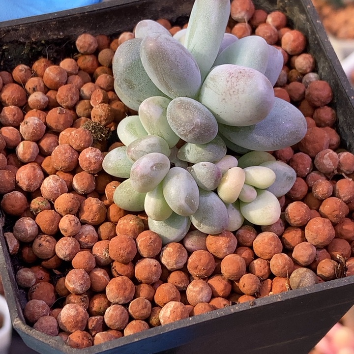 象牙奶酪锦多肉植物