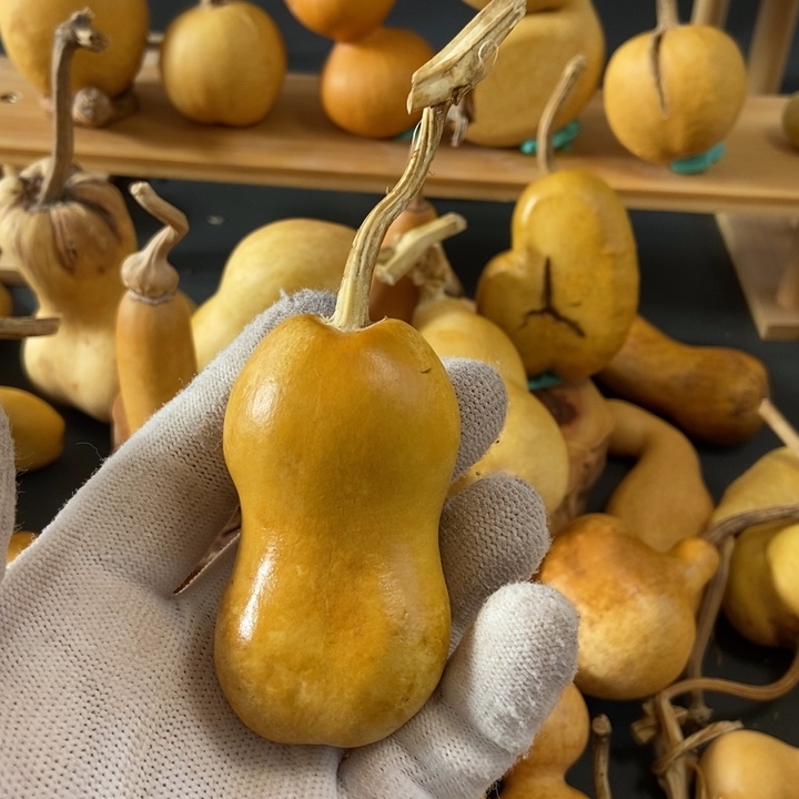 兔**?葫芦葫芦真的