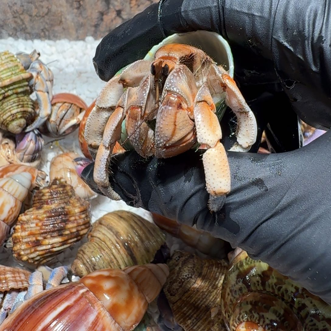 4号直播间挑选2.3