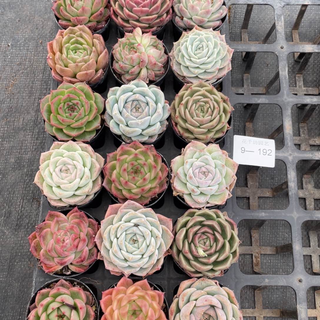 ?*子一物一拍18颗9-192