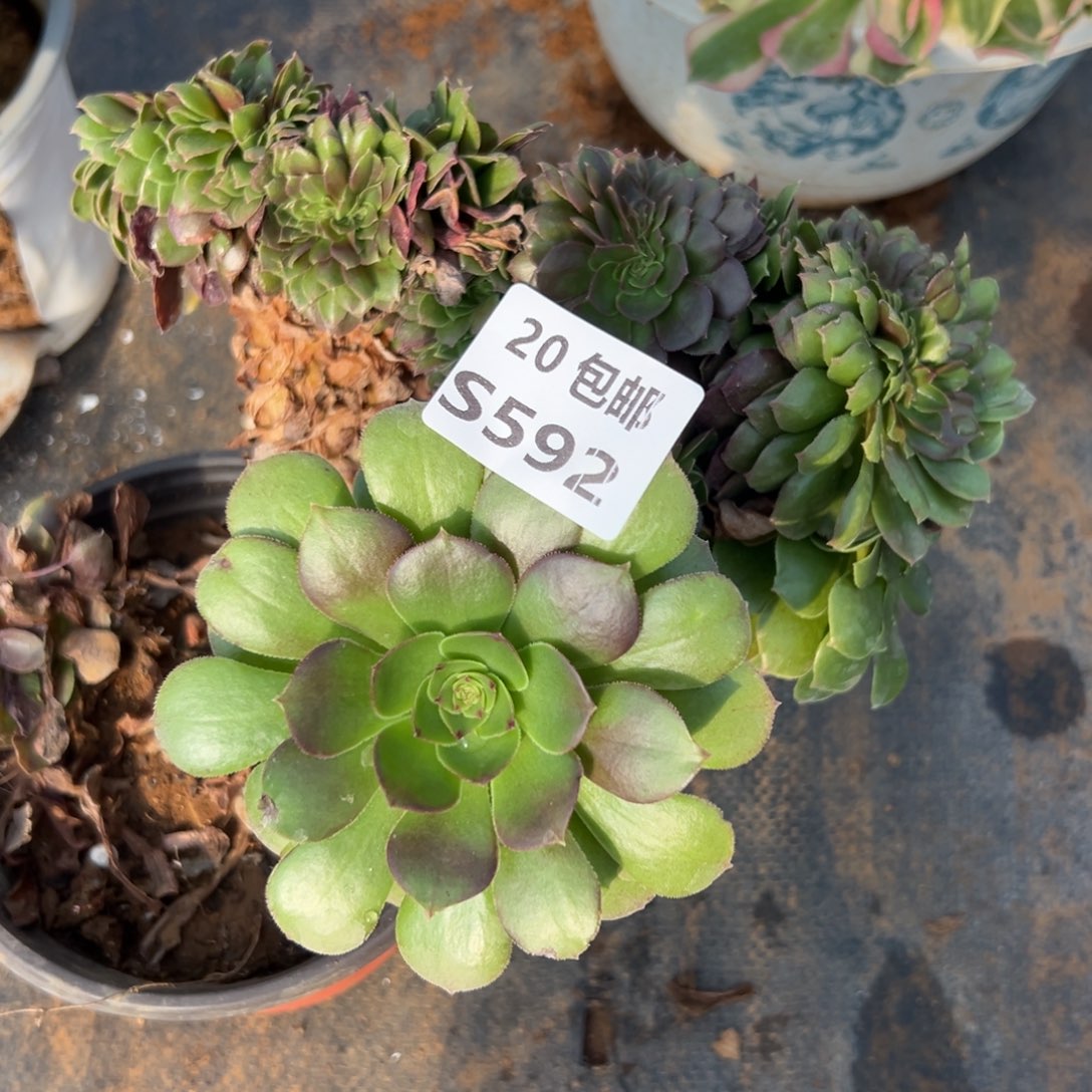 592万缀福利，满20包邮