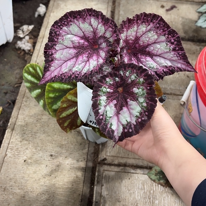 完全开放狂欢节秋海棠