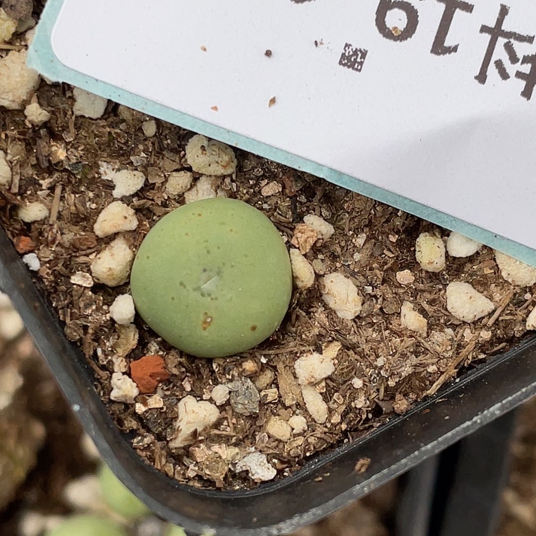 19-109大g苗多肉植物