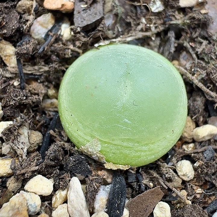 老马生石花1.3拉登1919