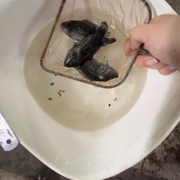 泉***安慈鲷鱼9+蓝钻珍珠豹3只