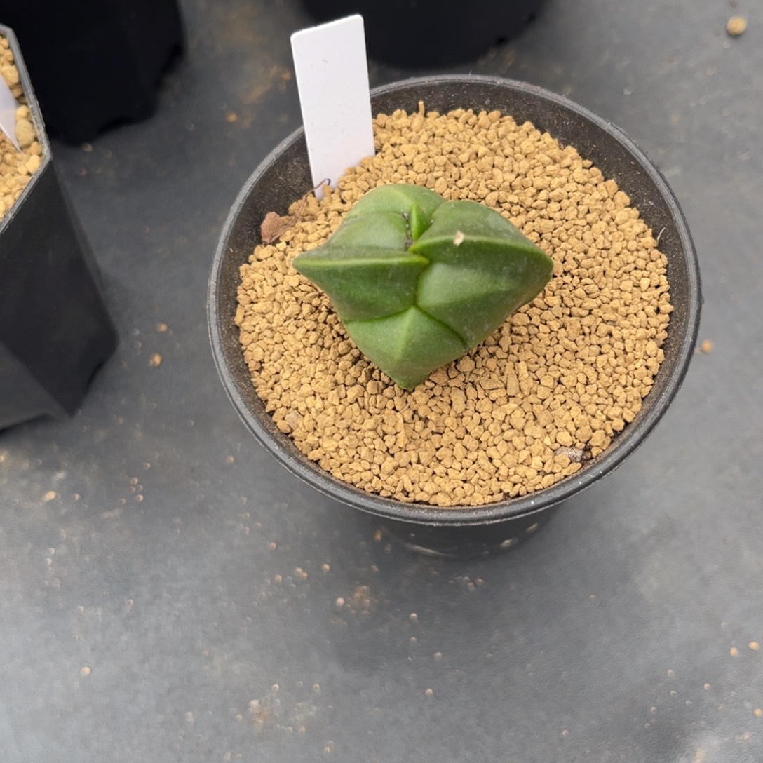 L***琴完全开放哈哈哈哈哈哈哈哈哈哈哈