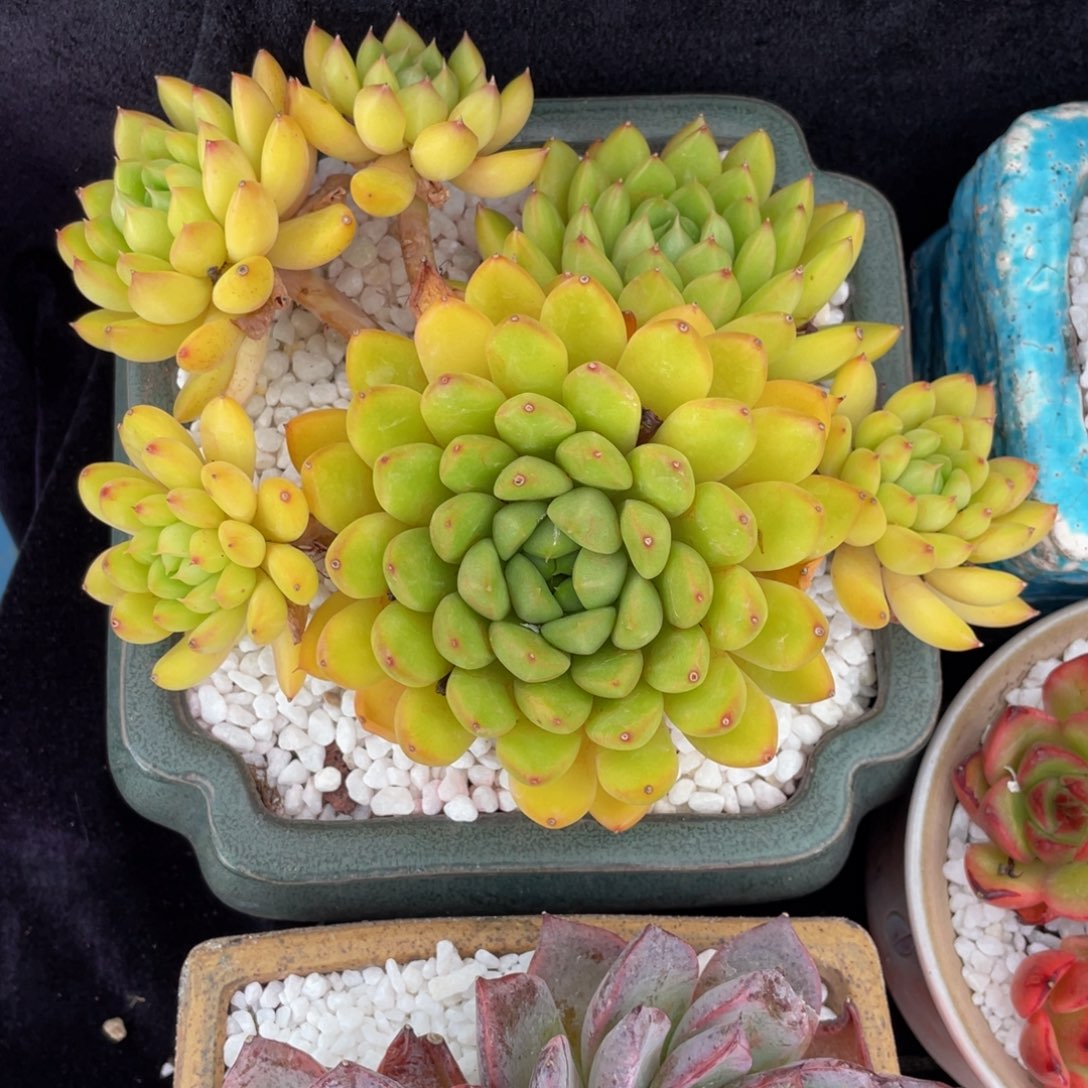 奶昔冬云多肉植物盆栽