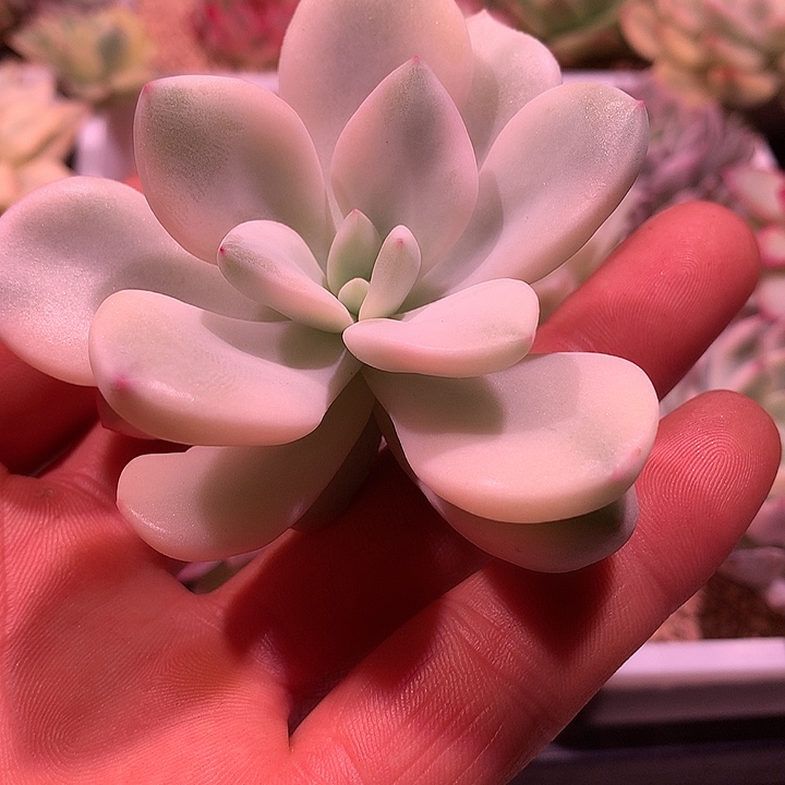 桃幺幺锦，复轮锦锦