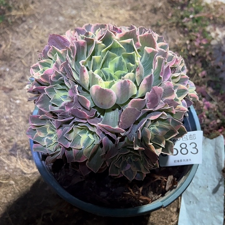 0683女妖多肉植物