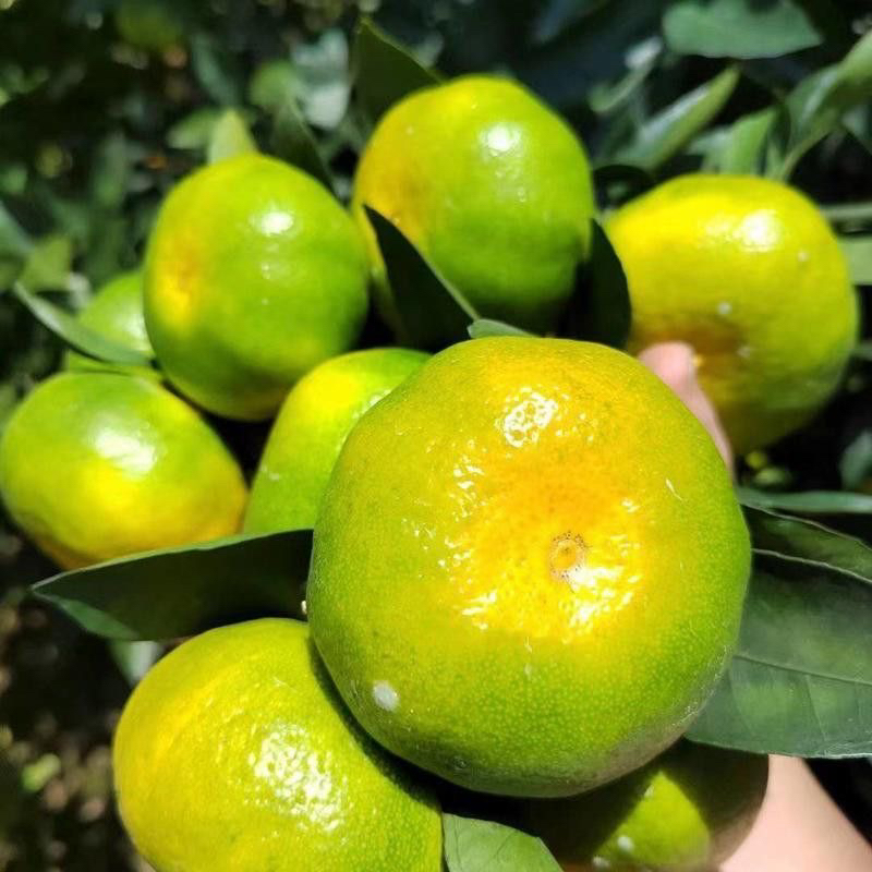 贵州农家自种新鲜橘子酸甜可口现摘现发